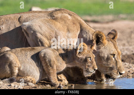 Lionne avec cub (Panthera leo) d'alcool dans le Kalahari, Kgalagadi Transfrontier Park, Northern Cape, Afrique du Sud Banque D'Images