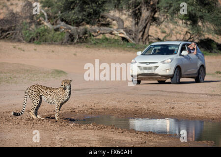 Le Guépard (Acinonyx jubatus) repéré sur l'auto route safari, Kgalagadi Transfrontier Park, Afrique du Sud Banque D'Images