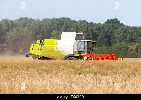 Havester allemande travaille sur un champ de maïs Banque D'Images