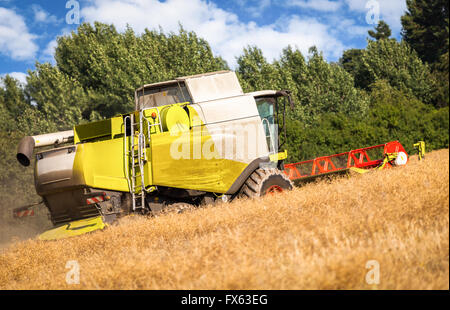 Havester allemande travaille sur un champ de maïs Banque D'Images