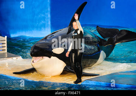 MIAMI, États-Unis - janvier 24,2014 : Lolita,l'orque au Miami Seaquarium.fondée en 1955,la plus ancienne dans l'océanarium USA