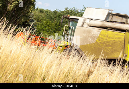 Havester allemande travaille sur un champ de maïs Banque D'Images