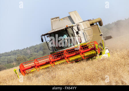 Havester allemande travaille sur un champ de maïs Banque D'Images