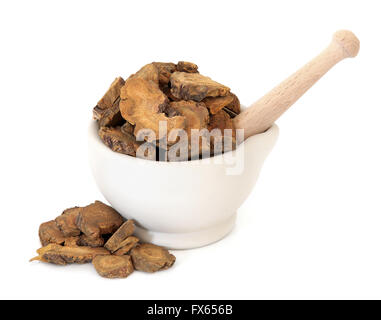 Racine de rhubarbe herbe utilisée dans la médecine de fines herbes chinoise dans un mortier avec un pilon en pierre sur fond blanc. Da huang. Rheum palmatum. Banque D'Images