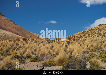 Groupe de la vigogne dans le parc national de Lauca, le nord du Chili Banque D'Images