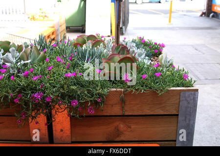 Plantes du désert comme les succulentes - Volet Jacks, tété croissant dans jardin arboré chambres Banque D'Images