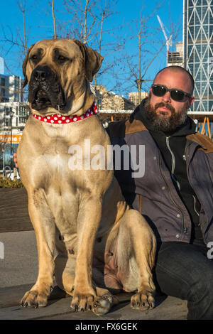 Boerboel Mastiff mastiff, sud-africains, chien, 20 mois, avec le propriétaire, Calgary, Alberta, Canada Banque D'Images