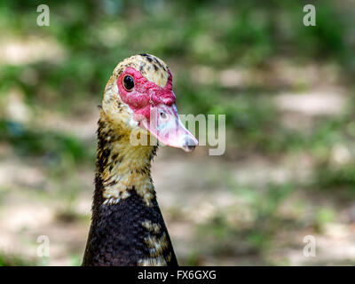 Portrait de canard de Barbarie femelles Banque D'Images