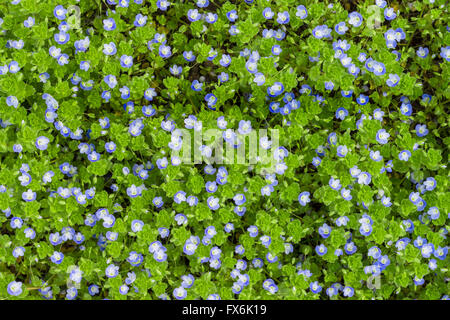 Veronica filiformis (Slender speedwell) dans l'habitat naturel. Banque D'Images