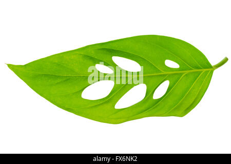 Belle verte inhabituelle monstera (var. expilata) feuille est isolé sur fond blanc, Close up Banque D'Images