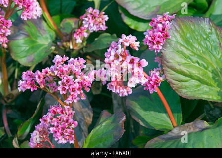 Les oreilles d'éléphants Parthenocissus tricuspidata dans Spring Flower border Banque D'Images