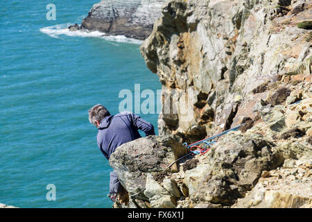 Rock climber à en bas de la falaise du haut de falaises côtières Gogarth avec vue sur la mer ci-dessous. L'Île Sainte de South Stack Anglesey Pays de Galles UK Banque D'Images
