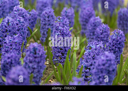 Jacinthes (veste bleue) en bordure de fleurs Printemps Norfolk Banque D'Images