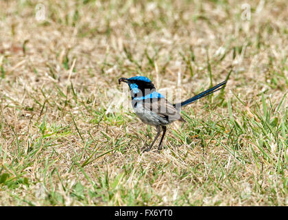 Superbe mâle Fairywren (Malurus cyaneus) avec de la nourriture dans son bec, près de Rocky Cape Parc National, Tasmanie Banque D'Images