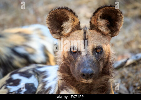 Chien sauvage d'Afrique (Lycaon pictus), portrait, South Luangwa National Park, Zambie Banque D'Images