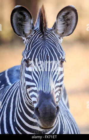 Le zèbre de Crawshay (Equus quagga) crawshaii, portrait, South Luangwa National Park, Zambie Banque D'Images