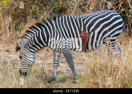 Le zèbre de Crawshay blessés (Equus quagga) crawshaii), le pâturage, le parc national de South Luangwa, en Zambie Banque D'Images