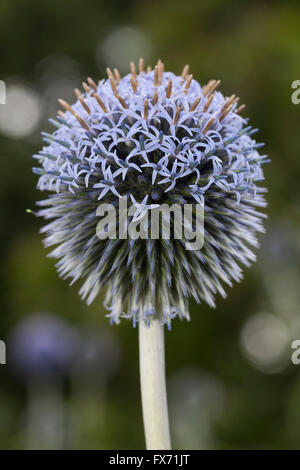 Plante du sud (Echinops ritro), Nordrhein-Westfalen, Allemagne Banque D'Images