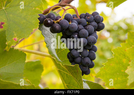Les raisins bleus mûrs (Vitis sp.) sur vigne, gorges du Rhin, Hesse, Allemagne Banque D'Images