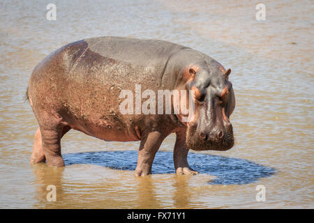 Hippopotame (Hippopotamus amphibius), debout dans l'eau, le parc national de South Luangwa, en Zambie Banque D'Images