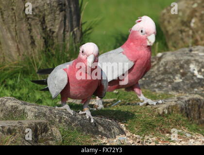 Paire de seins Rose australienne ou cacatoès cacatoès cacatoès Rosalbin (Eolophus roseicapilla) marcher ensemble Banque D'Images