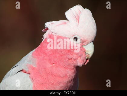 Libre de la tête et de la crête d'un cacatoès australien à poitrine rose ou cacatoès cacatoès Rosalbin (Eolophus roseicapilla) Banque D'Images