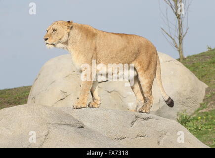 Lionne d'Afrique (Panthera leo) sur le vagabondage, debout au sommet d'une colline. De nouveaux enclos au Zoo Wildlands, emmen, Pays-Bas Banque D'Images