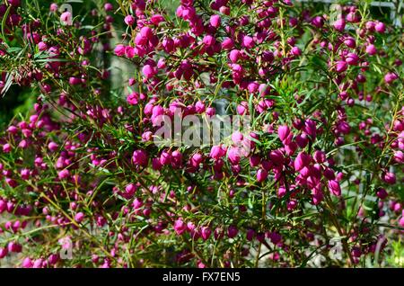 Le Boronia heterophilla petites fleurs rouge pourpre Banque D'Images