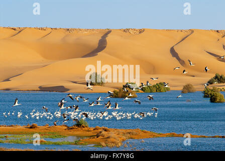 Le Maroc, Laayoune, Désert, Laguna, ex Sahara espagnol Banque D'Images