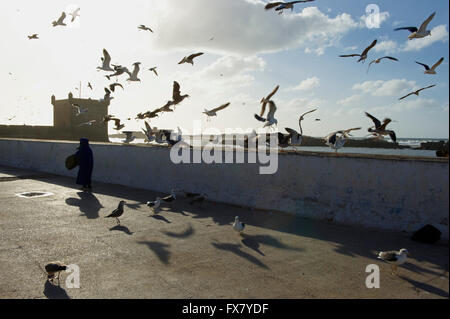 Le Maroc, Medina, Essaouira, Côte Atlantique Banque D'Images