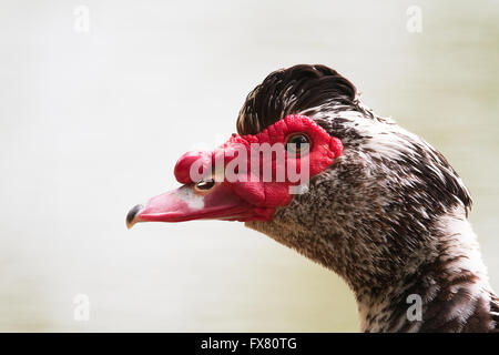 Canard de barbarie Banque D'Images