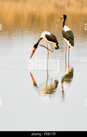 Saddle-billed stork (Ephippiorhynchus senegalensis) à un étang avec réflexion, Kruger National Park, Afrique du Sud. Banque D'Images