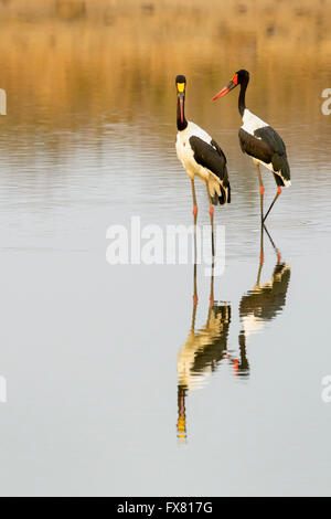 Saddle-billed stork (Ephippiorhynchus senegalensis) à un étang avec réflexion, Kruger National Park, Afrique du Sud. Banque D'Images