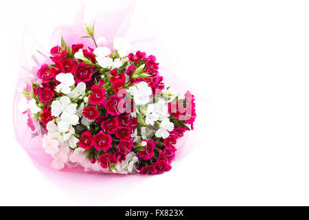 Bouquet d'Œillet (Dianthus chinensis) gros plan des fleurs, blanches et rouges isolated on white Banque D'Images