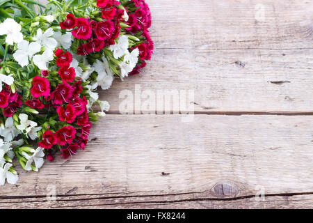 Œillet (Dianthus chinensis) Gros plan fleurs, blanc et rouge sur fond de bois Banque D'Images