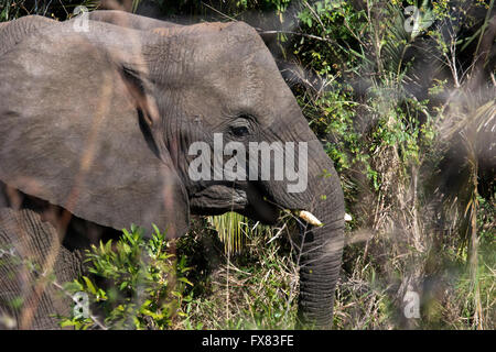 Un éléphant traverser une rue à Hluhluwe Game Reserve en Afrique du Sud, le 5 août, 2008. Banque D'Images