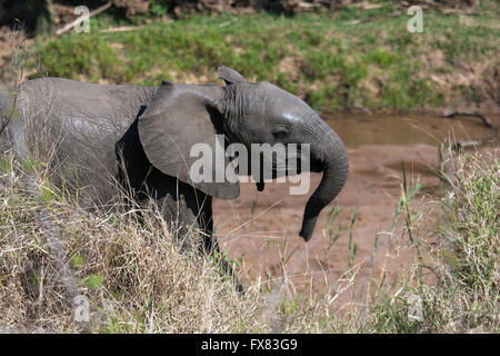 Un jeune éléphant traverser une route à Hluhluwe Game Reserve en Afrique du Sud, le 5 août, 2008. Banque D'Images