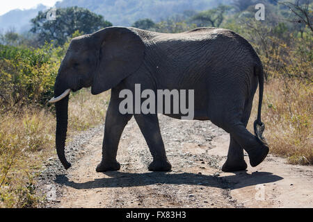 Un éléphant traverser une rue à Hluhluwe Game Reserve en Afrique du Sud, le 5 août, 2008. Banque D'Images