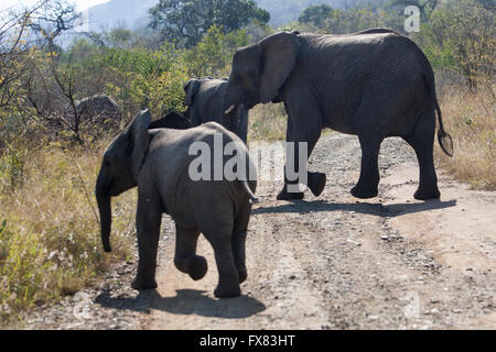 Plusieurs éléphants traverser une route à Hluhluwe Game Reserve en Afrique du Sud, le 5 août, 2008. Banque D'Images