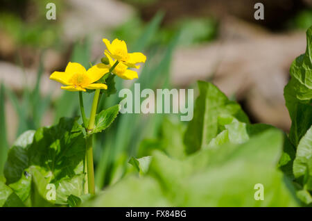 Marsh-marigold (Caltha palustris). Parmi les fleurs de la plante à feuillage jaune dans la famille (Ranunculaceae), aka kingcup Banque D'Images