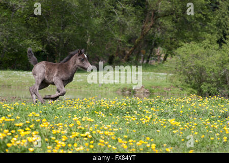 Poulain poney gallois en marche dans le champ de fleurs Banque D'Images