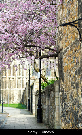Prunus. Cerisiers en fleurs en face de la cathédrale d'Ely, Cambridgeshire, Angleterre Banque D'Images