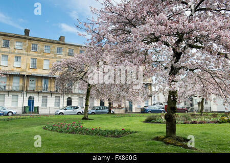 Prunus. Cerisiers en fleurs à Berkeley Square. Cheltenham, Gloucestershire, Angleterre Banque D'Images