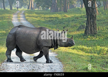 Indien grand rhinocéros dans le parc national de Jaldapara, Inde Banque D'Images