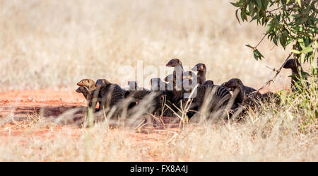 Groupe de la famille des mangoustes bagués Mungos mungo dans l'ombre d'un petit élastique sur le soleil des plaines de boulangerie du parc national de Tsavo Kenya Banque D'Images