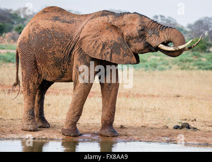 African Elephant Loxodonta africanus boire à un trou d'après la pulvérisation avec de la boue à l'Est de Tsavo National Park Sud du Kenya Banque D'Images