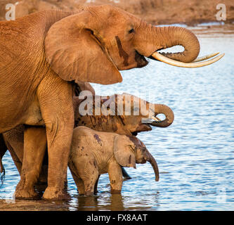 African Elephant Loxodonta africanus groupe familial prend l'eau à un étang dans le parc national de Tsavo Kenya Banque D'Images