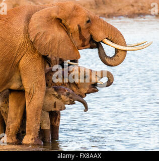 African Elephant Loxodonta africanus groupe familial prend l'eau à un étang dans le parc national de Tsavo Kenya Banque D'Images