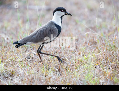 Vanneau à ailes ou épi Siffleur Vanellus spinosus en remuant l'herbe avec un pied à déranger proies - sud du Kenya Voi Banque D'Images