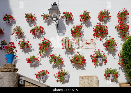 Espagne, Andalousie, Cordoue, pots à fleurs et plantes rouge, pots de fleurs, sur un mur de maison andalouse traditionnelle avec blanc fa Banque D'Images